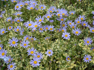 ブルーデージー