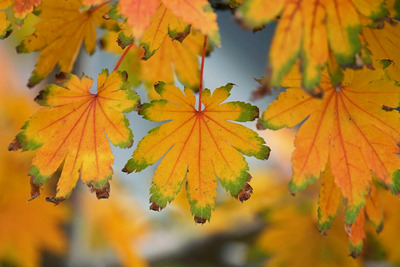 ハウチワカエデ