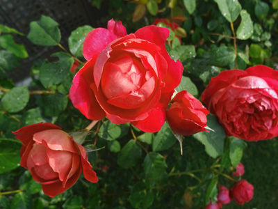 DSC05909