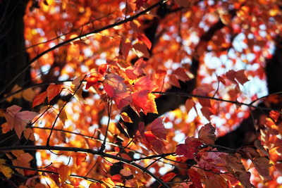 横浜ガーデンデザイン 幸せな庭のレシピ モミジバフウ 紅葉葉楓