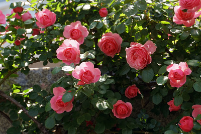 DSC04157