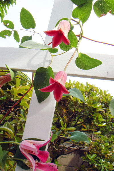 プリンセスダイアナ