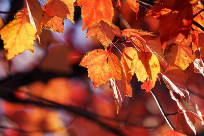 横浜ガーデンデザイン 幸せな庭のレシピ モミジバフウ 紅葉葉楓