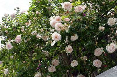 DSC06530
