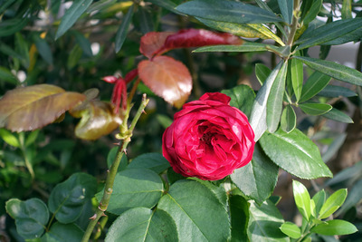 DSC04633