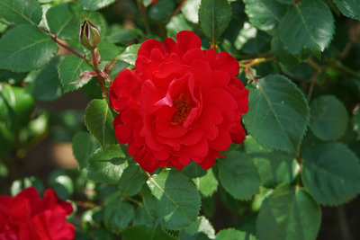 DSC04151
