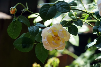 DSC09672