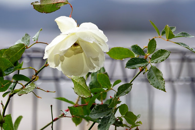 DSC04876