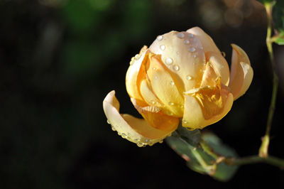 DSC_2246