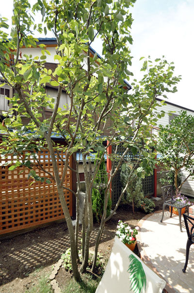 横浜ガーデンデザイン 幸せな庭のレシピ 庭木って いいなあ 日置邸 １１