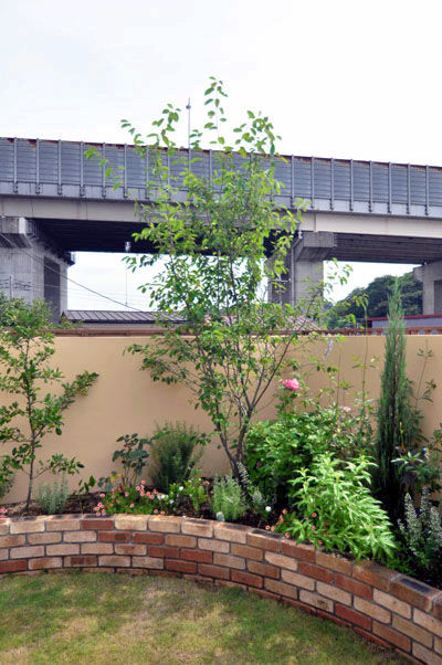 ジューンベリー１