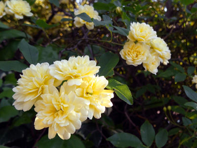 DSC05209