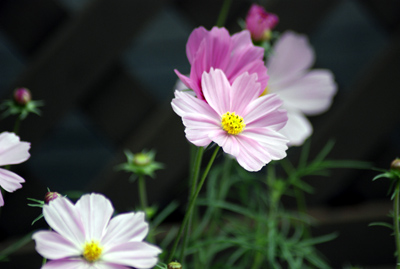 a739807b.jpg