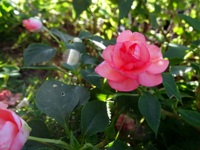 DSC01270