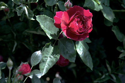 b0a86729.jpg