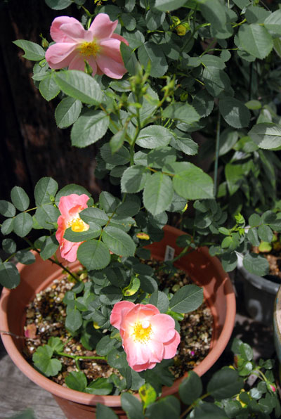 レイチェルボウズライアン