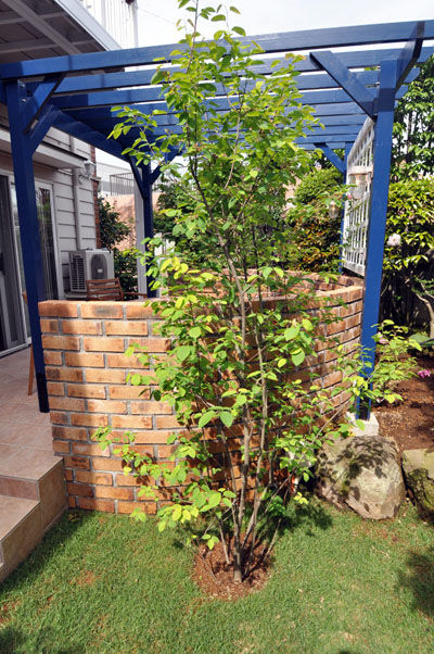 ジューンベリー