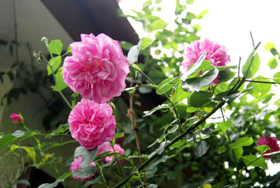 ラベンダーラッシー