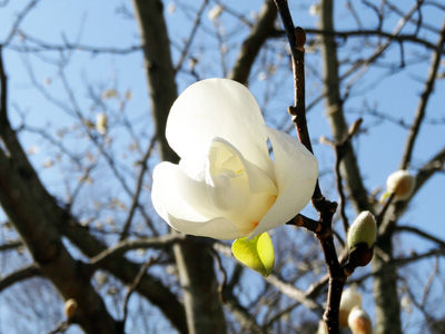 DSC04241