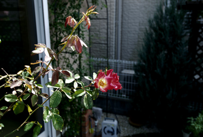 c2230317.jpg
