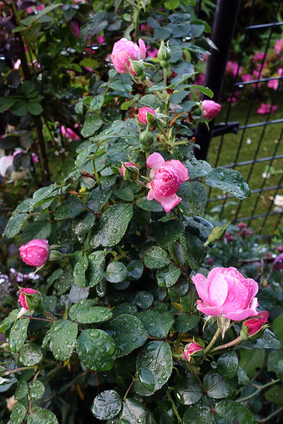 DSC03519