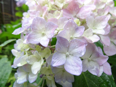 DSC06808