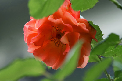 DSC08410