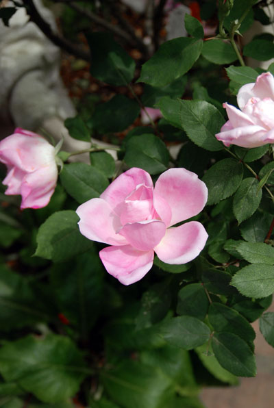 ブラッシングノックアウト