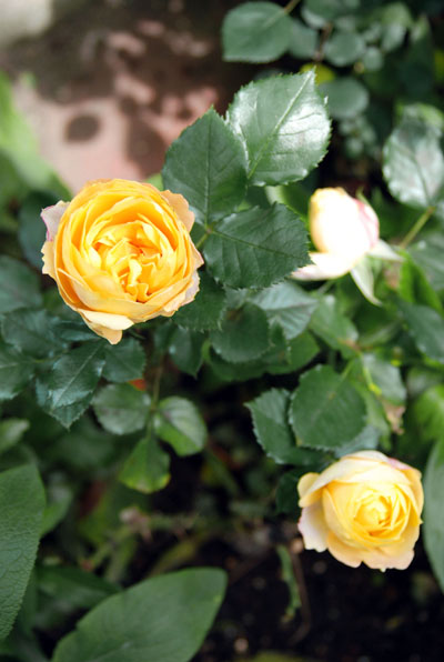 ベビーロマンティカ