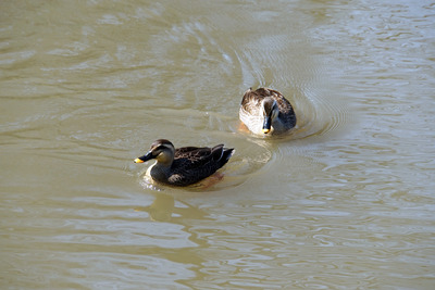 DSC03880 のコピー