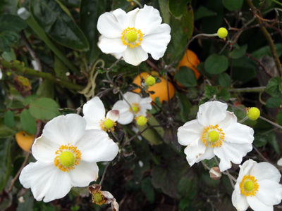 DSC00080