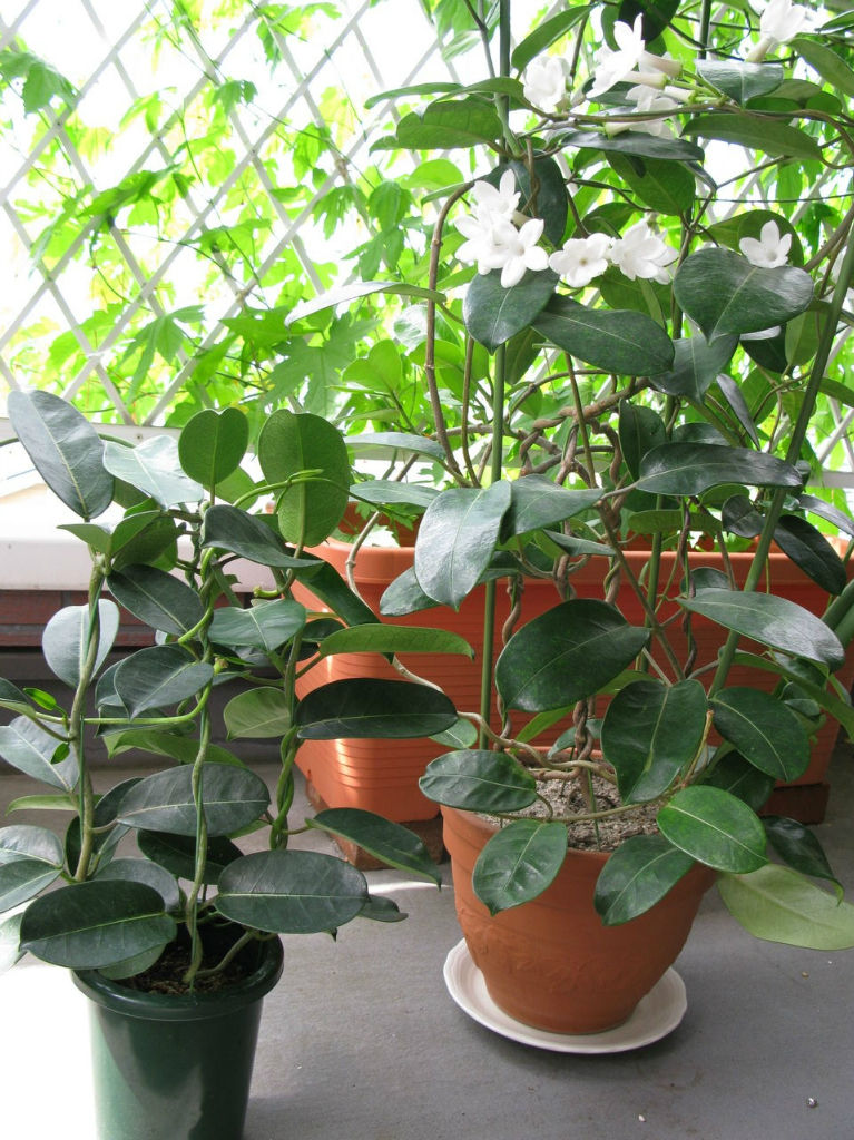 マダガスカル ジャスミン 痛くてかなわんかったが もう大丈夫だ