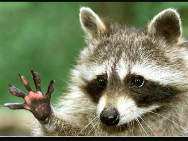いろんな動物写真で一言 グラデーションズ Happy Your Life いろんな動物写真で一言 グラデーションズ Happy Your Life