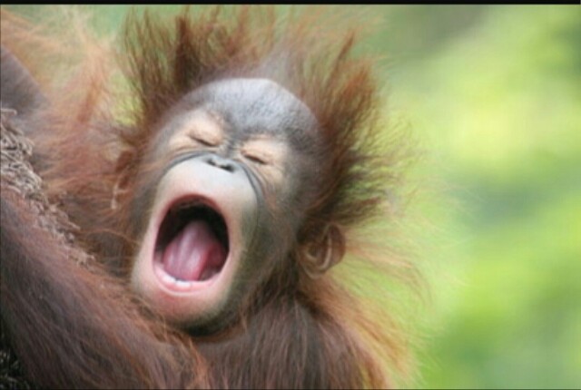 いろんな動物写真で一言 グラデーションズ Happy Your Life いろんな動物写真で一言 グラデーションズ Happy Your Life