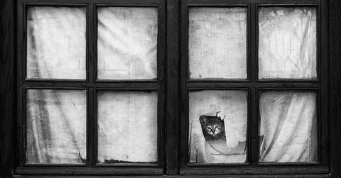cat-waiting-window-32