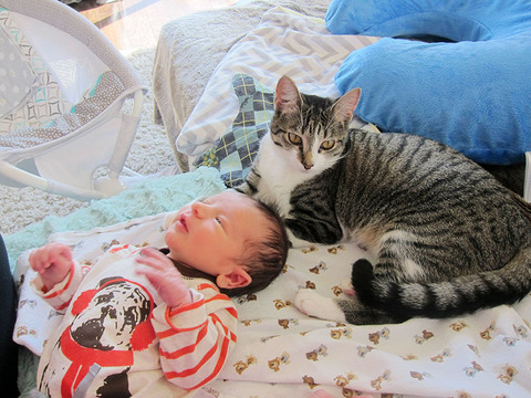 owners-forgot-tell-cat-about-baby-roxy-3