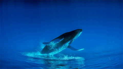 whale1