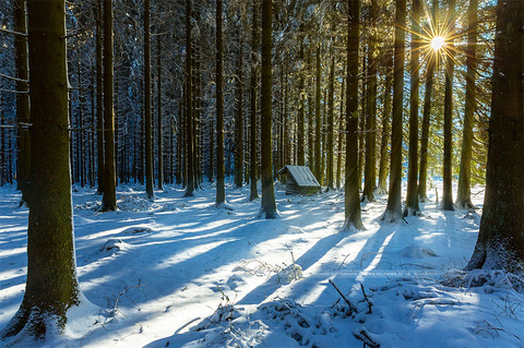 cozy-cabins-in-the-woods-50-575fdab6d89e8__880