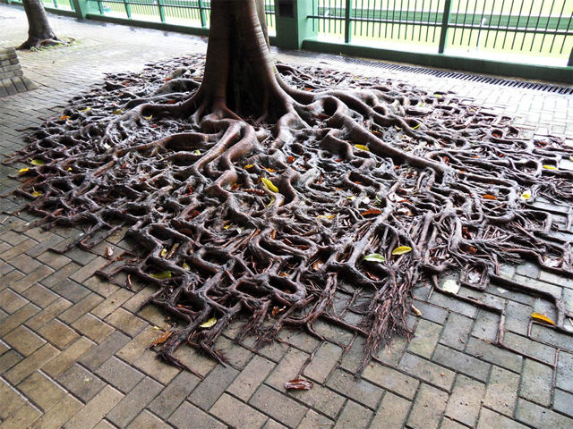 人工物に負けない植物の写真 グラムニュース 人工物に負けない植物の写真 グラムニュース