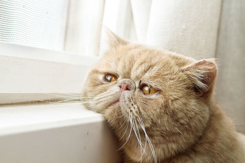 cat-waiting-window-60