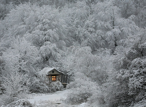 cozy-cabins-in-the-woods-1-575f9f08003ed__880