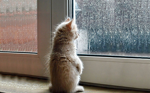 cat-waiting-window-69
