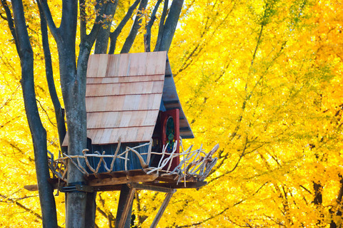 Post-The-Most-Beautiful-Treehouses-From-All-Over-The-World4__700