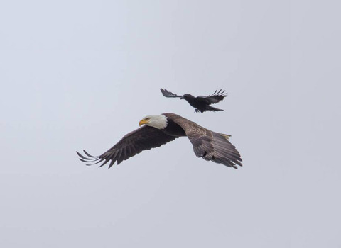 funny-animals-crow-riding-eagle-phoo-chan-1