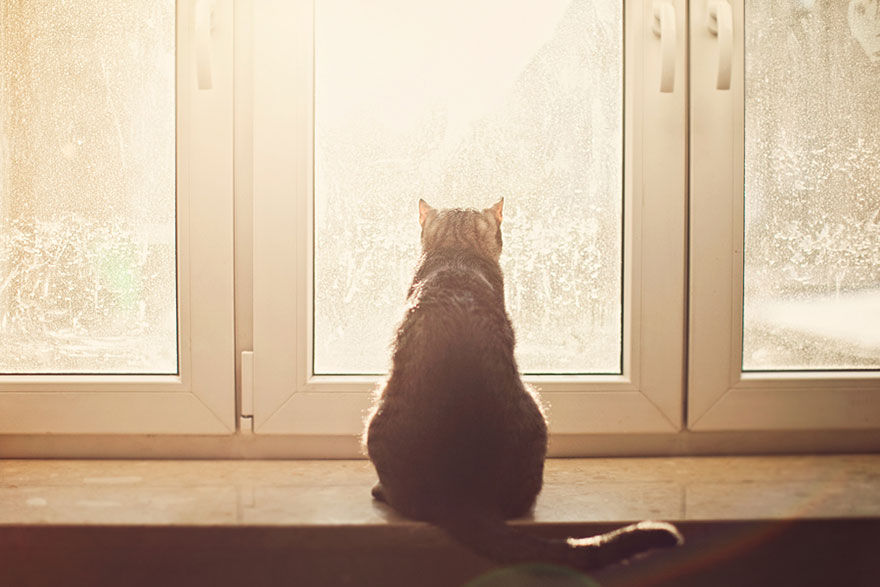 窓から外を眺める猫の写真 グラムニュース 窓から外を眺める猫の写真 グラムニュース
