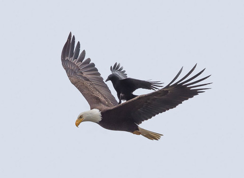 funny-animals-crow-riding-eagle-phoo-chan-4