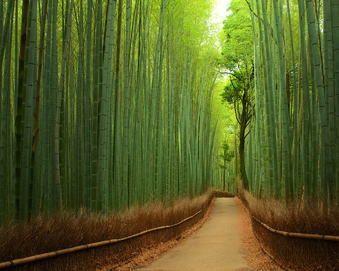 amazing-paths-8