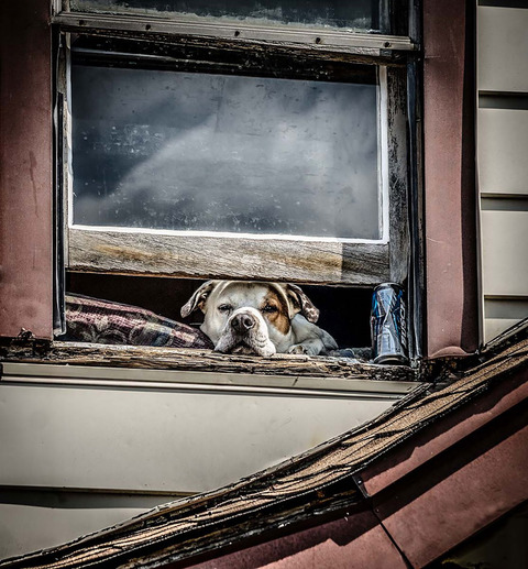 animals-looking-through-the-window-11