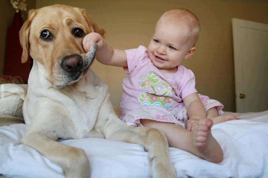 赤ちゃんと大きな犬 グラムニュース 赤ちゃんと大きな犬 グラムニュース