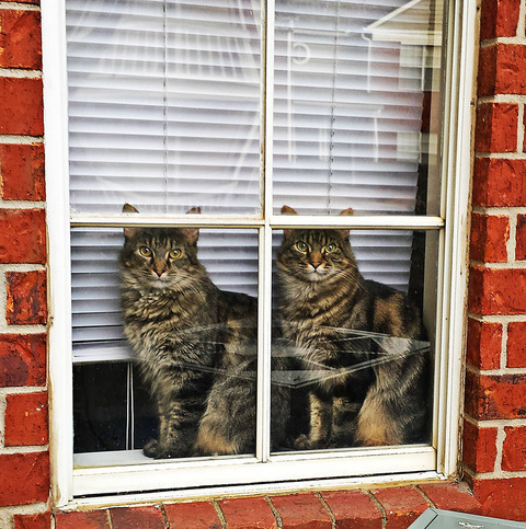 animals-looking-through-the-window-16